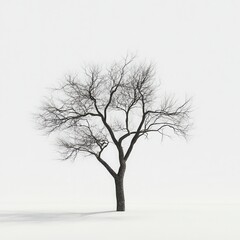 Bare tree winter studio white background design