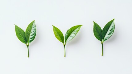 Obraz premium Minimalist Illustration of Three Fresh Tea Leaves on White Background