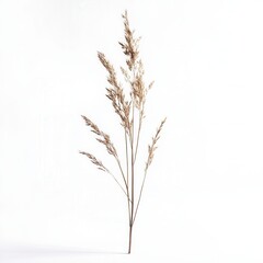 Fototapeta premium Dried grass, white background, studio shot, design element