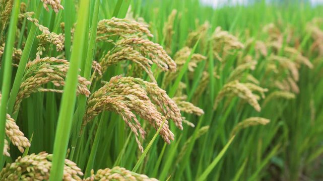 Harvesting mature rice plants in a lush field on a sunny day, showcasing agricultural practices and local farming methods