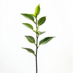 Obraz premium Green sprig, studio shot, white background, growth