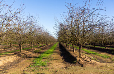 Cultivation on pause: Almond field with drip irrigation before pruning.
