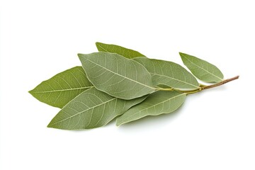 Fototapeta premium Bay leaves leaf herbal herbs.