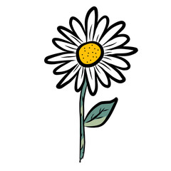 daisy flower isolated on white