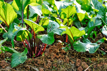  Fresh green leaves of vegetables in sunlight