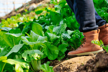 Fototapeta premium Walking in the shoes on the green vegetable field