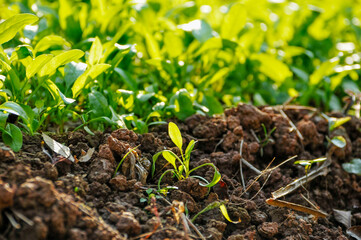 Fresh green leaves of vegetables in sunlight