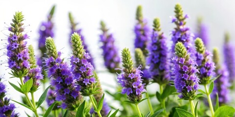 Dense cluster of Hyssop blooms against a soft white background, with delicate purple flowers and green foliage, blooming flowers, flowers in bloom