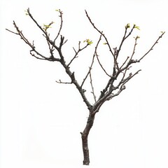 Fototapeta premium Spring branch, new leaves, white background, growth (1)