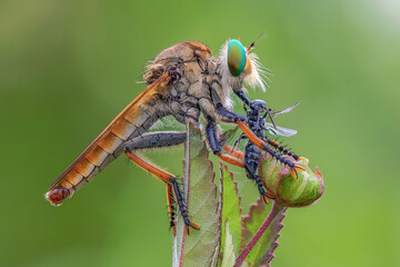 close up of a robber fly with prey