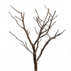 Fototapeta premium Bare tree branch, studio shot, white background, design element