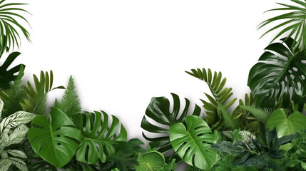 Lush green tropical leaves on a white background. 
tropical plants foliage bush copy space for text, jungle plant leaves isolated on a white background, monster leaf 
