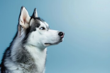 Alaskan malamute dog mammal animal pet.