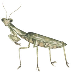 watercolor hand drawn mantis illustration, children educational clipart, graphic insect life growth print