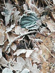 A close-up of fallen leaves and plant details, capturing the essence of nature in serene, muted tones, exemplifying seasonal change.