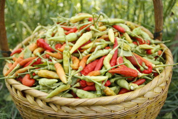 Group of hot peppers are ripe and ready for harvesting and eating 