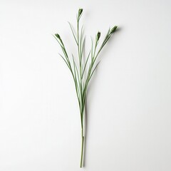 Fototapeta premium Green plant sprig, studio shot, white background, floral arrangement