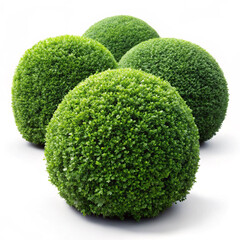 A green, perfectly rounded bush growing against a white background, symbolizing natural beauty, landscape design, or outdoor decoration.