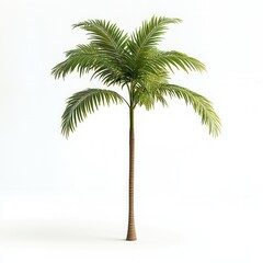 Isolated Palm Tree, Studio Shot, White Background, Design