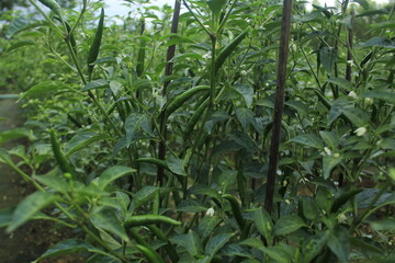 A group of red hot chili peppers and green hot chili peppers are ripe for bring to be a ingredient.