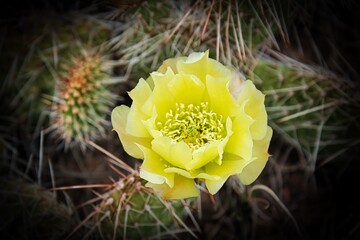 Great Plains Prickly Pear Cactus in Bloom, Late June in Wyoming.