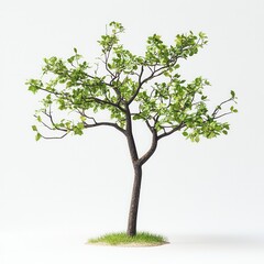 Obraz premium Small tree, studio shot, white background, nature design