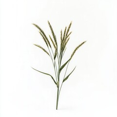 Studio-shot Grass Seeds White Background