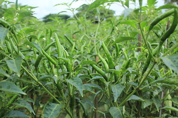 A group of red hot chili peppers and green hot chili peppers are ripe for bring to be a ingredient.
