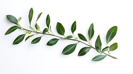 Obraz premium Elegant Green Branch with Lush Leaves on White Background