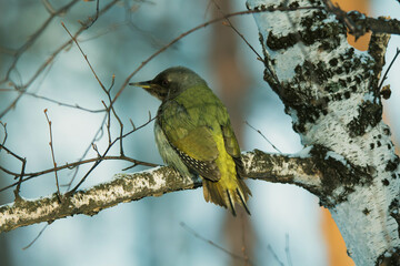 grey-headed woodpecker on a tree