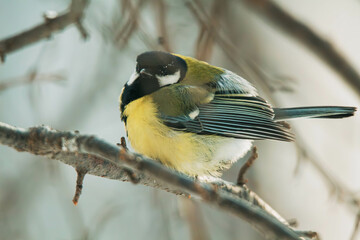 great tit on branch