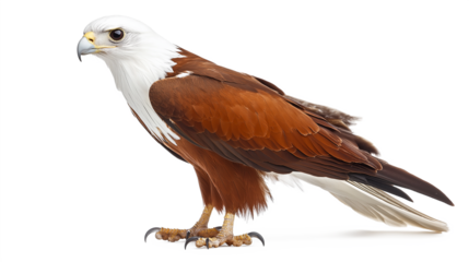 Brahminy kite Haliastur indus also a Red-backed sea-eagle in Australia, a flying bird of prey in Accipitridae isolated on a white background