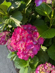 Pink Hydrangea in Snoopy Garden, Jeju, South Korea