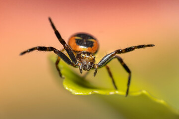 spider on a web