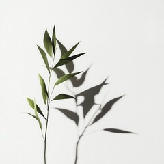 Fototapeta premium Green sprig shadow, white backdrop, nature design