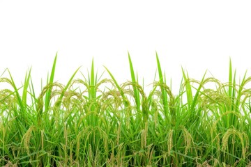 Obraz premium Rice field nature backgrounds landscape.
