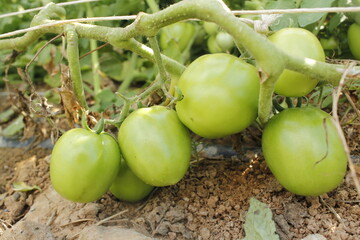 The group of green tomatoes is ready for harvesting and eating.