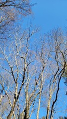 冬の樹木・血管・冬の空・小枝・枝／Winter trees, blood vessels, winter sky, twigs, branches／겨울 나무, 혈관, 겨울 하늘, 나뭇 가지, 가지