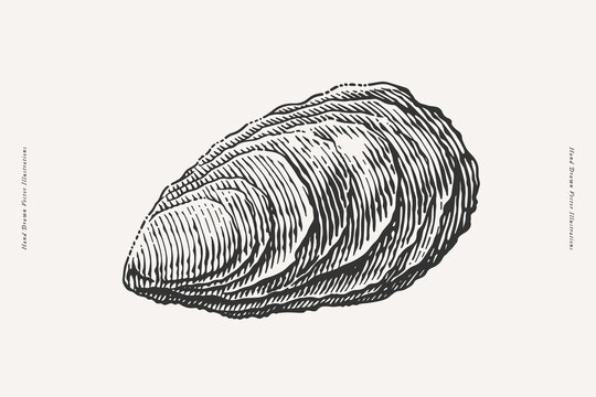 Detailed hand drawn vintage style engraving of a single oyster shell, perfect for use in seafood branding, packaging, menus, or marine-themed designs.