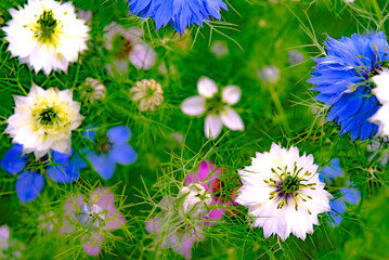 The splendor of flowers