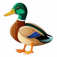 Detailed vector illustration of a mallard duck with vibrant plumage on white background. Perfect for educational or wildlife design content.