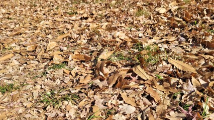 落ち葉の絨毯・carpet of fallen leaves・낙엽의 융단