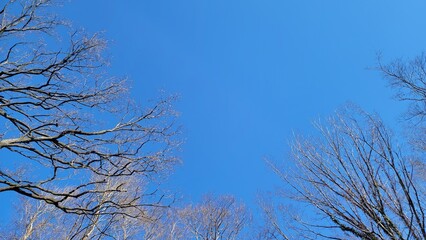 冬の樹木・血管・冬の空・小枝・枝／Winter trees, blood vessels, winter sky, twigs,...