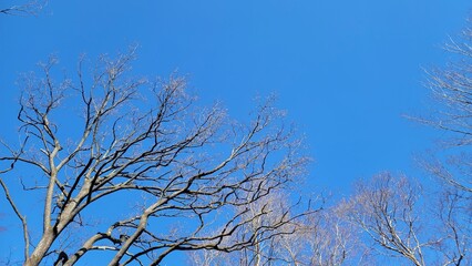 冬の樹木・血管・冬の空・小枝・枝／Winter trees, blood vessels, winter sky, twigs, branches／겨울 나무, 혈관, 겨울 하늘, 나뭇 가지, 가지