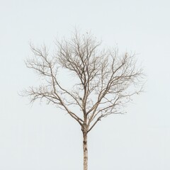 Obraz premium Leafless tree, winter sky, outdoor, minimalist design