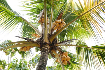 Tropical Coconut Palm Tree with Ripe Coconuts and Green Fronds Against Clear Sky