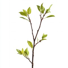 Obraz premium Spring branch, new leaves, white background, growth