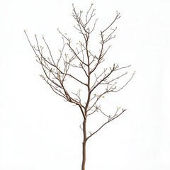 Obraz premium Spring sapling, white background, new growth, design element