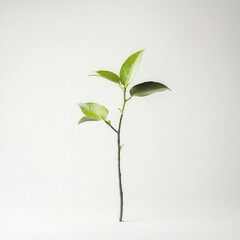 Obraz premium Studio sprout growth, minimal background