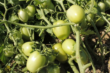 The group of green tomatoes is ready for harvesting and eating.